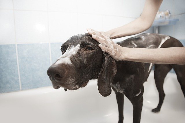 Koupel pro psa