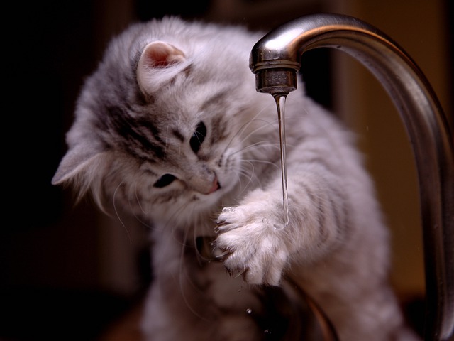 Kočka u vodovodního kohoutku, cena vody 2021, vodné a stočné